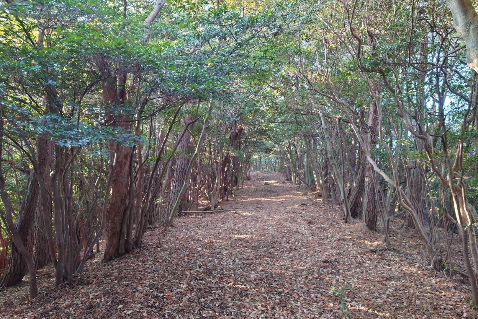登山道が広くなる