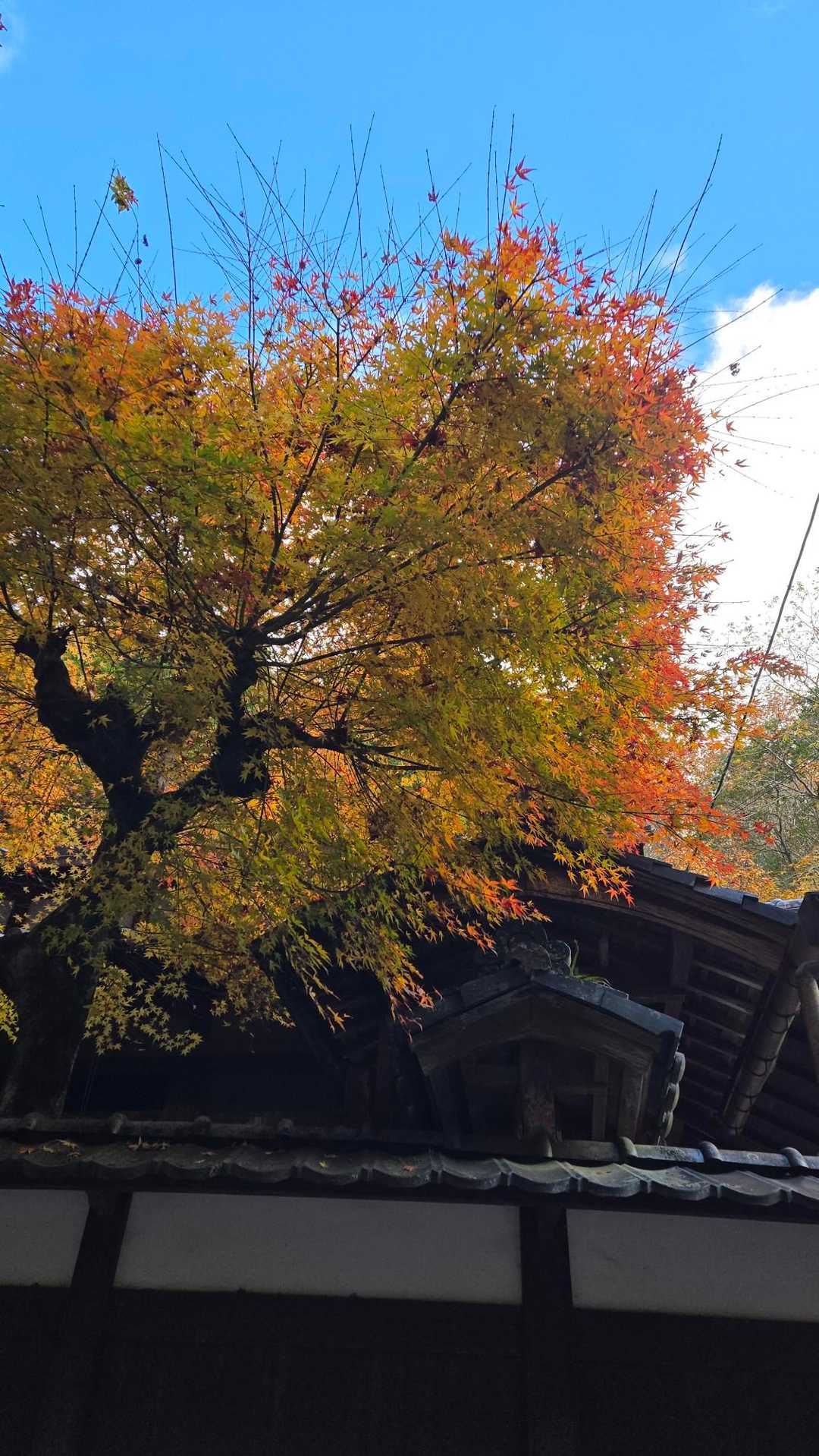 漆喰の塀に映える紅葉
