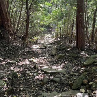 木漏れ日いい感じーー