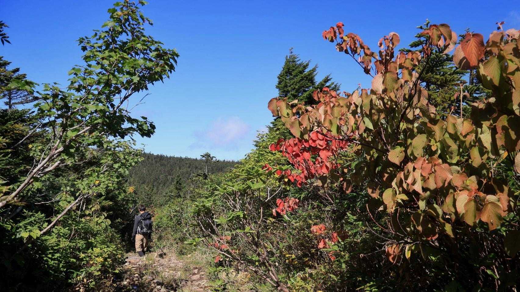 紅葉が始まっていました