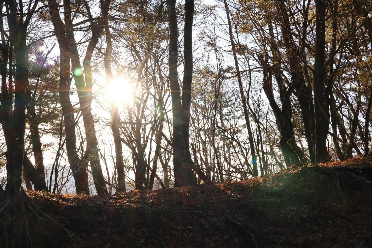 足柄峠-丸鉢山-金時山 往復コースの写真