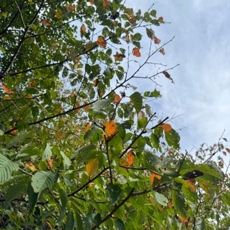 少しだけ　秋の気配🍂