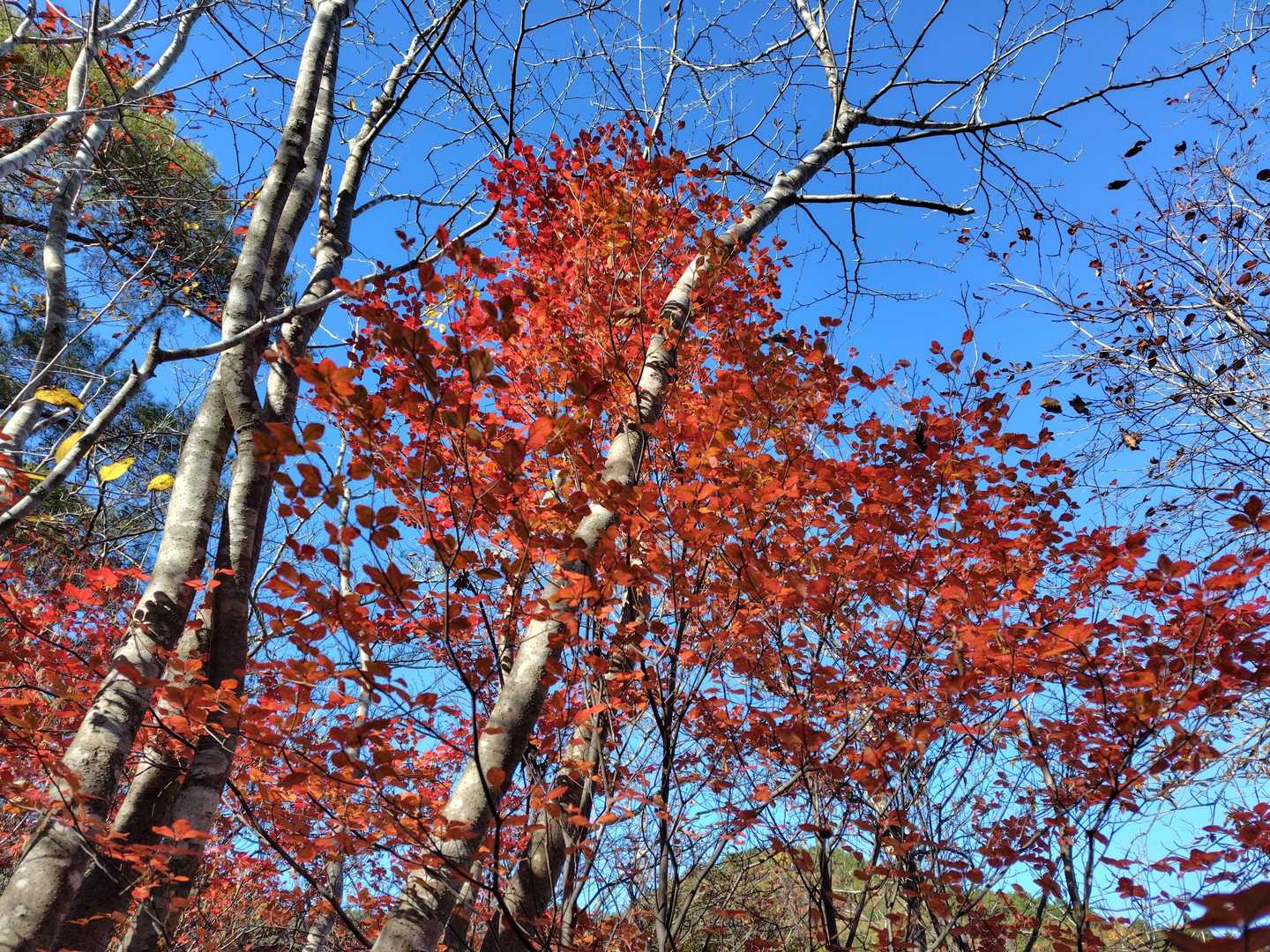 青空に映えます🍁
