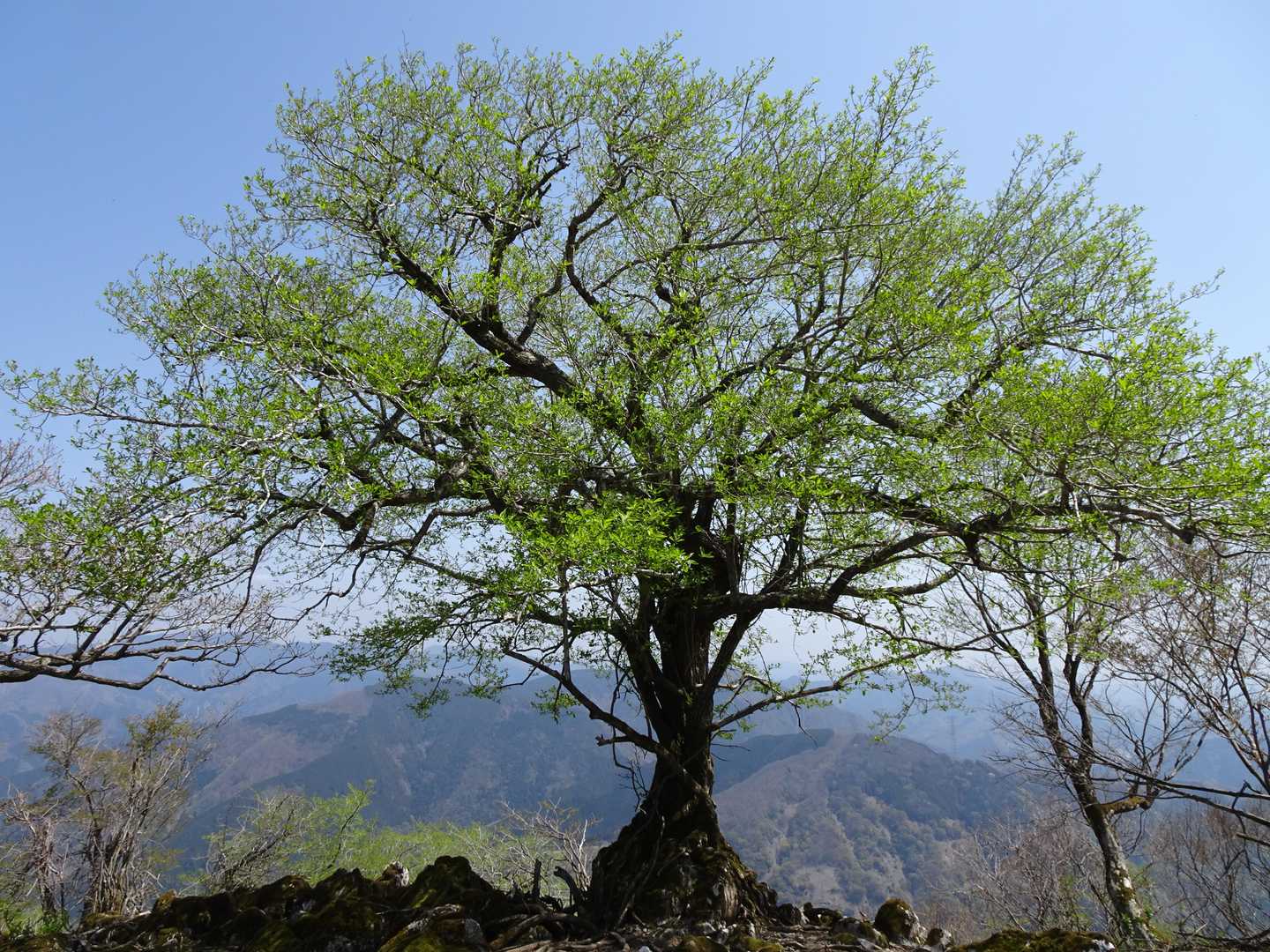 飯盛山-西津汲 往復コースの写真