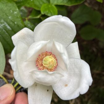 と、しばらく探しているとキレイな花弁の天女さまを発見❗️
でも下を向いていたので、ちょっとだけ手で持って（キズ付けないように）上向きにして撮影しました😅
天女さまゴメンね。