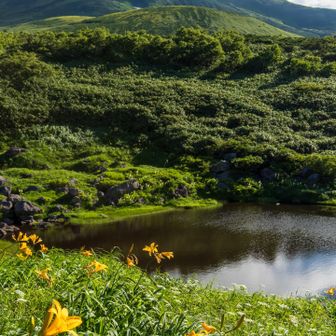 月山森周辺はニッコウキスゲがまだまだ元気だった