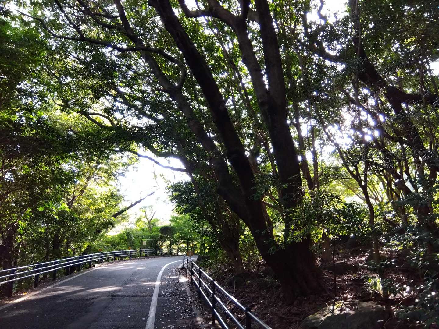 アスファルトの道は、涼しい〜💚