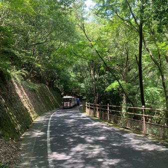 園内は🚂が運行しています。
チケット売り場があったので、有料です。