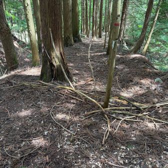 ここ要注意。地図上ではまっすぐだけど、明らかにハイカーが枝で「行くな」って言っているヤツ。一応先を見に行ってみましょう