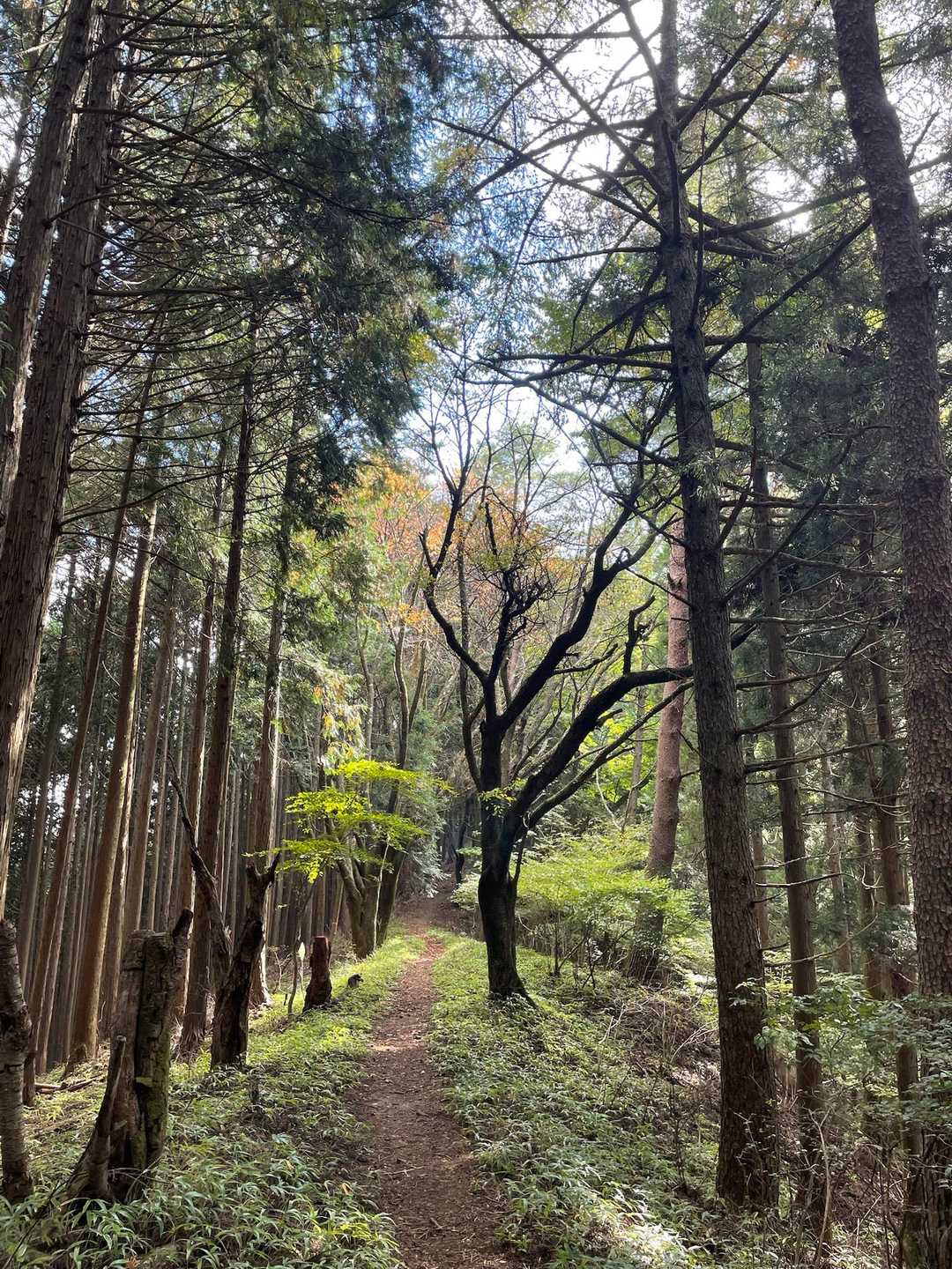 下山道
午後になって光の入り方が変わってキレイ