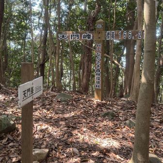 天門峰山頂です。猫耳の片方です。木に囲まれてます。