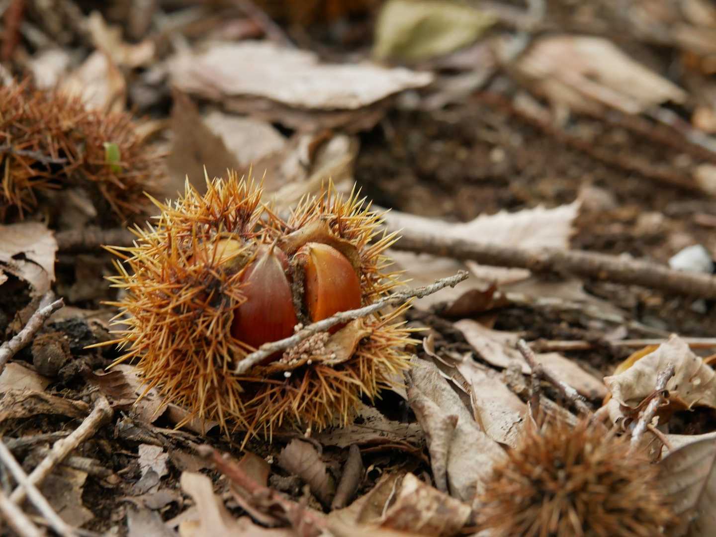 珍しく、中身の入った栗🌰😳