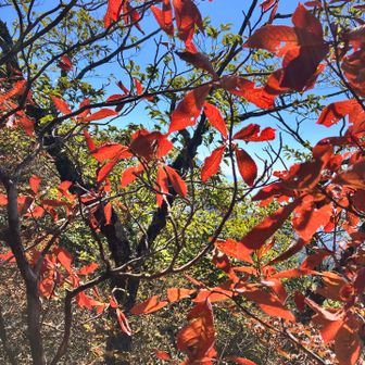 紅葉も見つつ黙々と進み、南峰を素通り😅