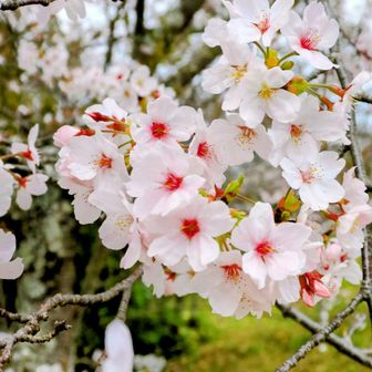 満開かな😆