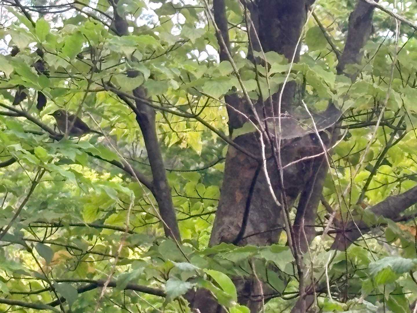 小鳥が近くの木に