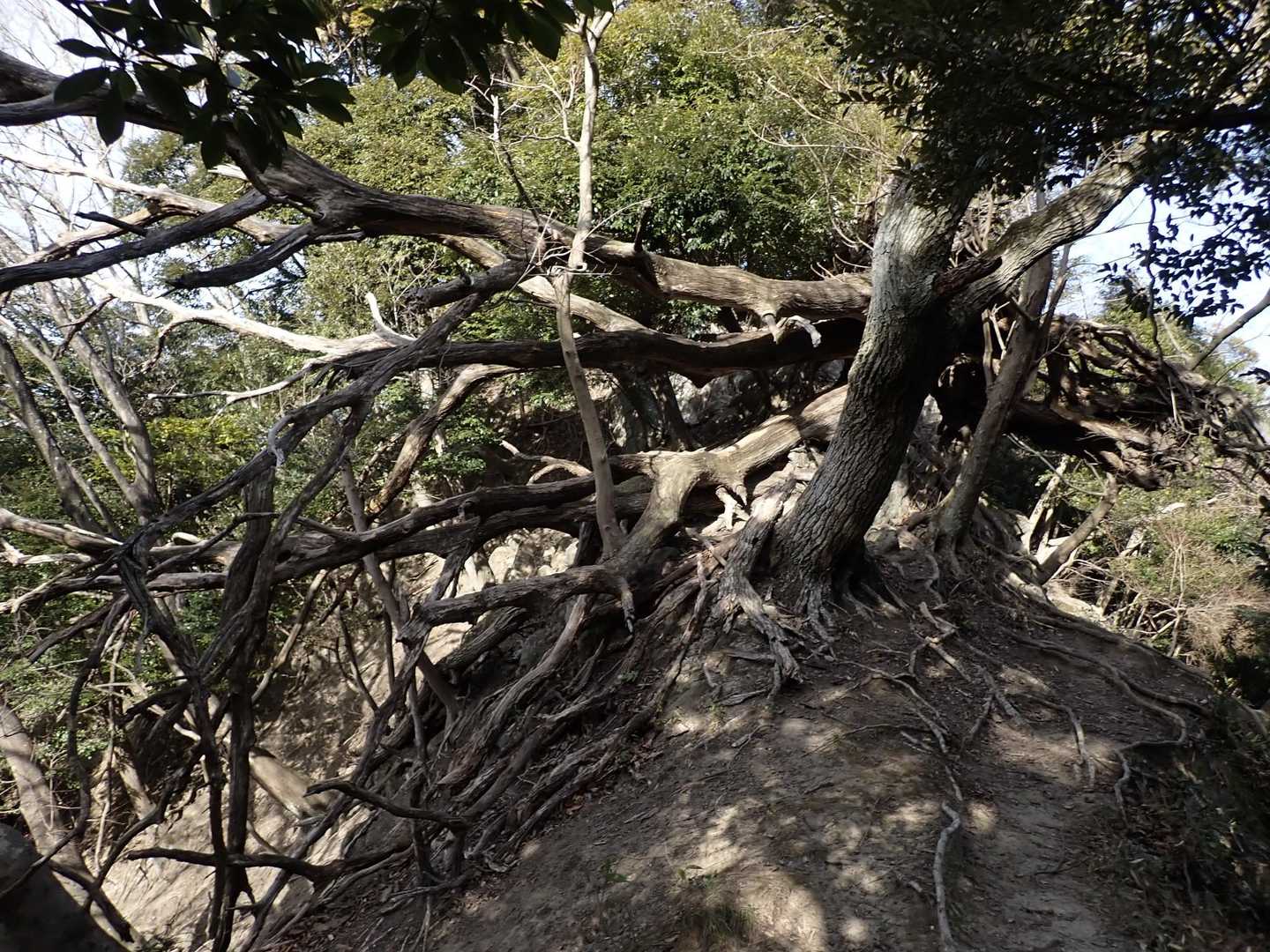 行く手を阻むかのように、巨大な倒木が横たわっていた。