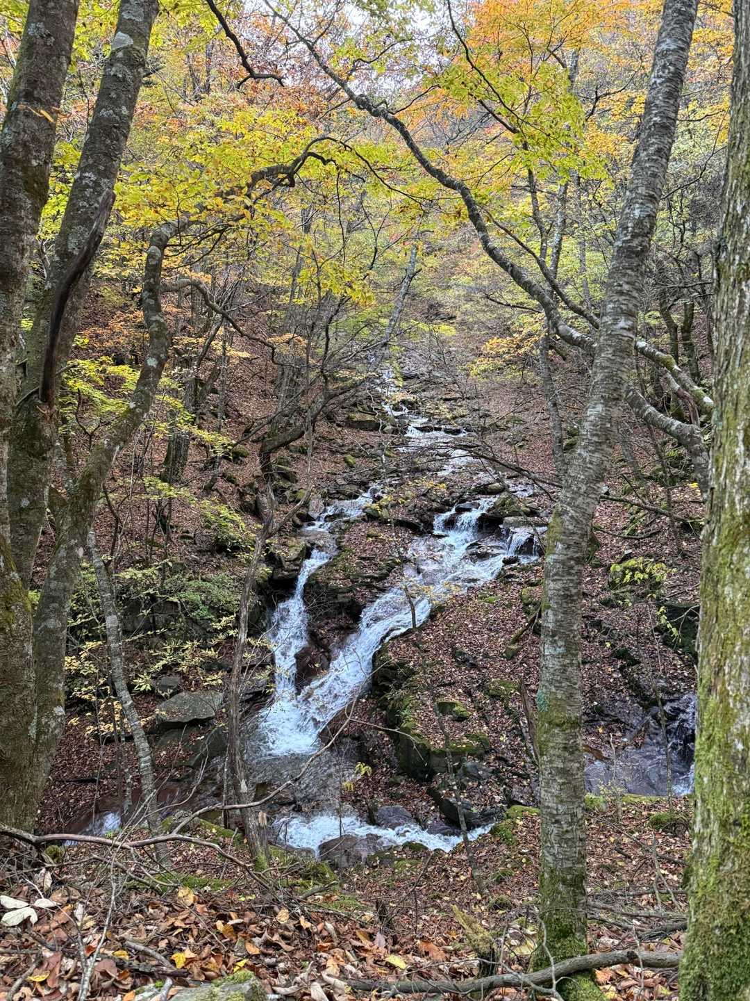 雁坂峠-雁坂嶺 往復コースの写真