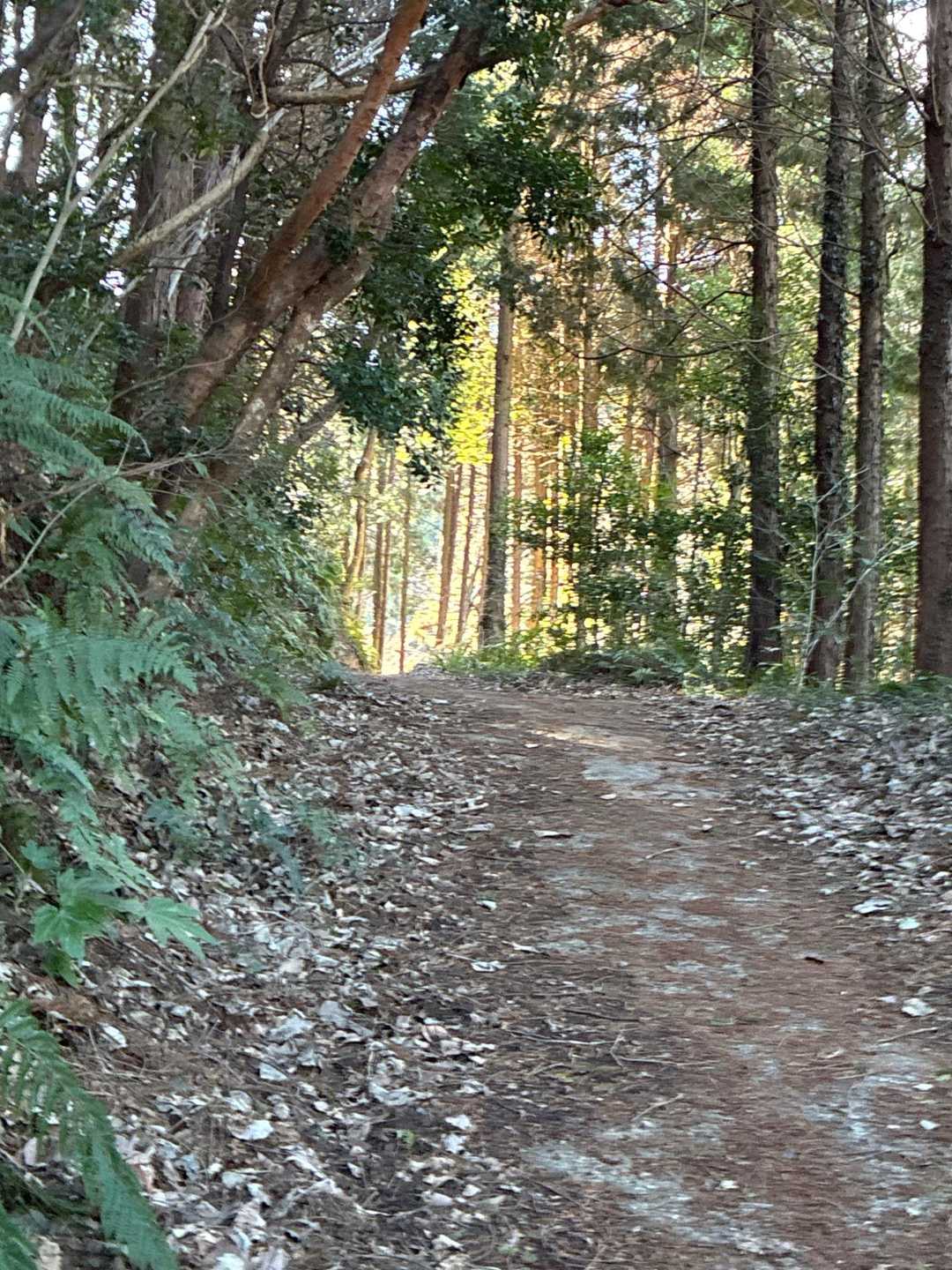 鶴羽山 周回コースの写真