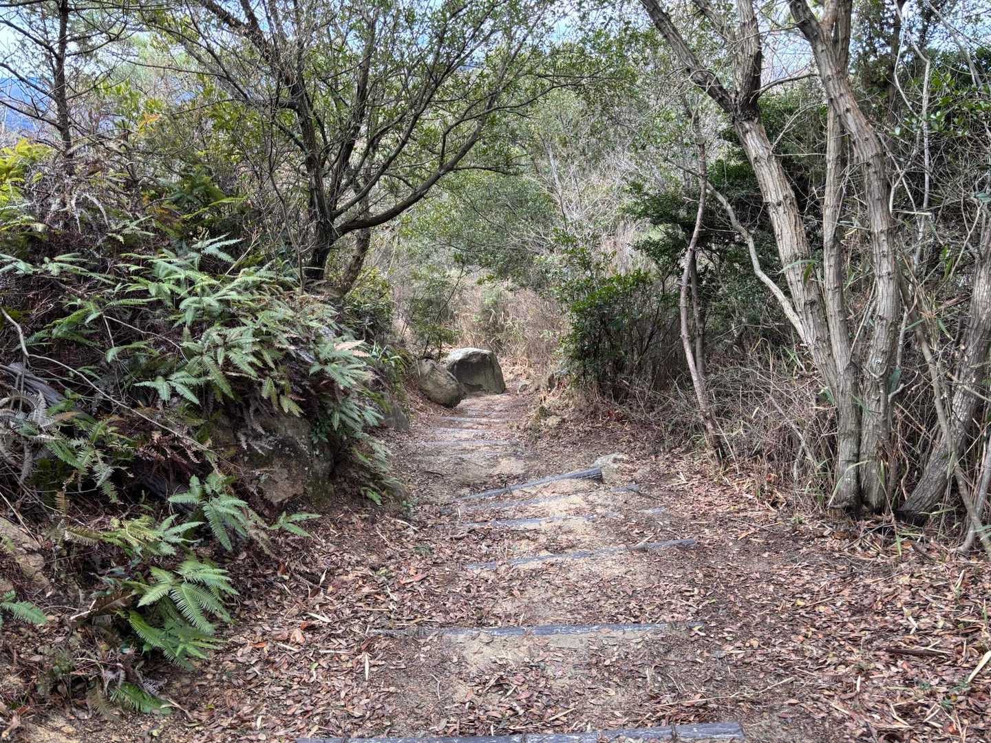 八丈岩山 往復コースの写真