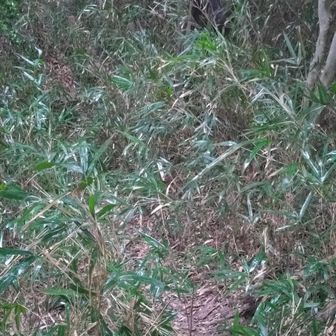 「ほんのり草が薄い気がする」というカンだけが頼り