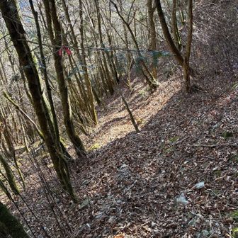 雲見岳と熊森山のコルから猪之頭林道へ　だいぶ荒れてます