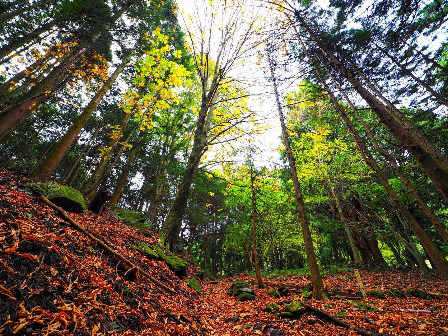 名郷バス停-ウノタワ-天神山-鳥首峠 周回コースの写真