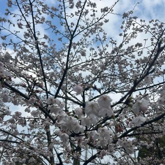 滋賀県に居る間に🌸満開！
