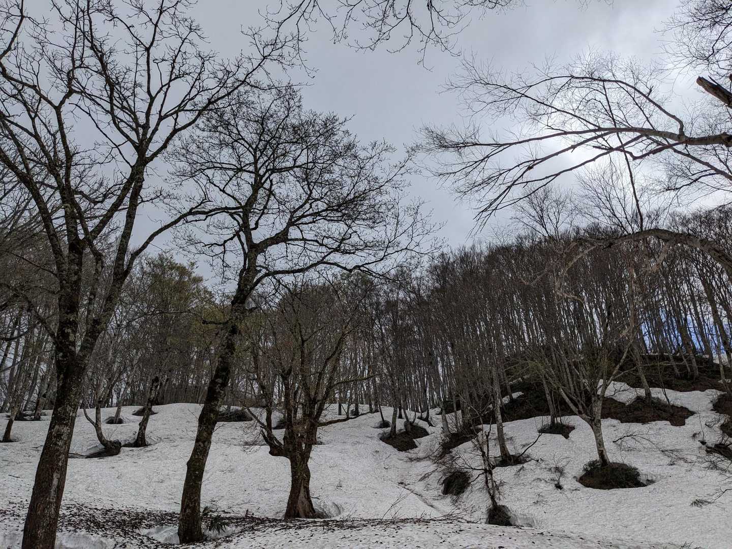 大分降りてきました