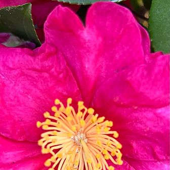 🌺おしべと雫を撮りたかったんだけど

ぼけちゃったなぁ　　💧雫を綺麗に撮りたい。