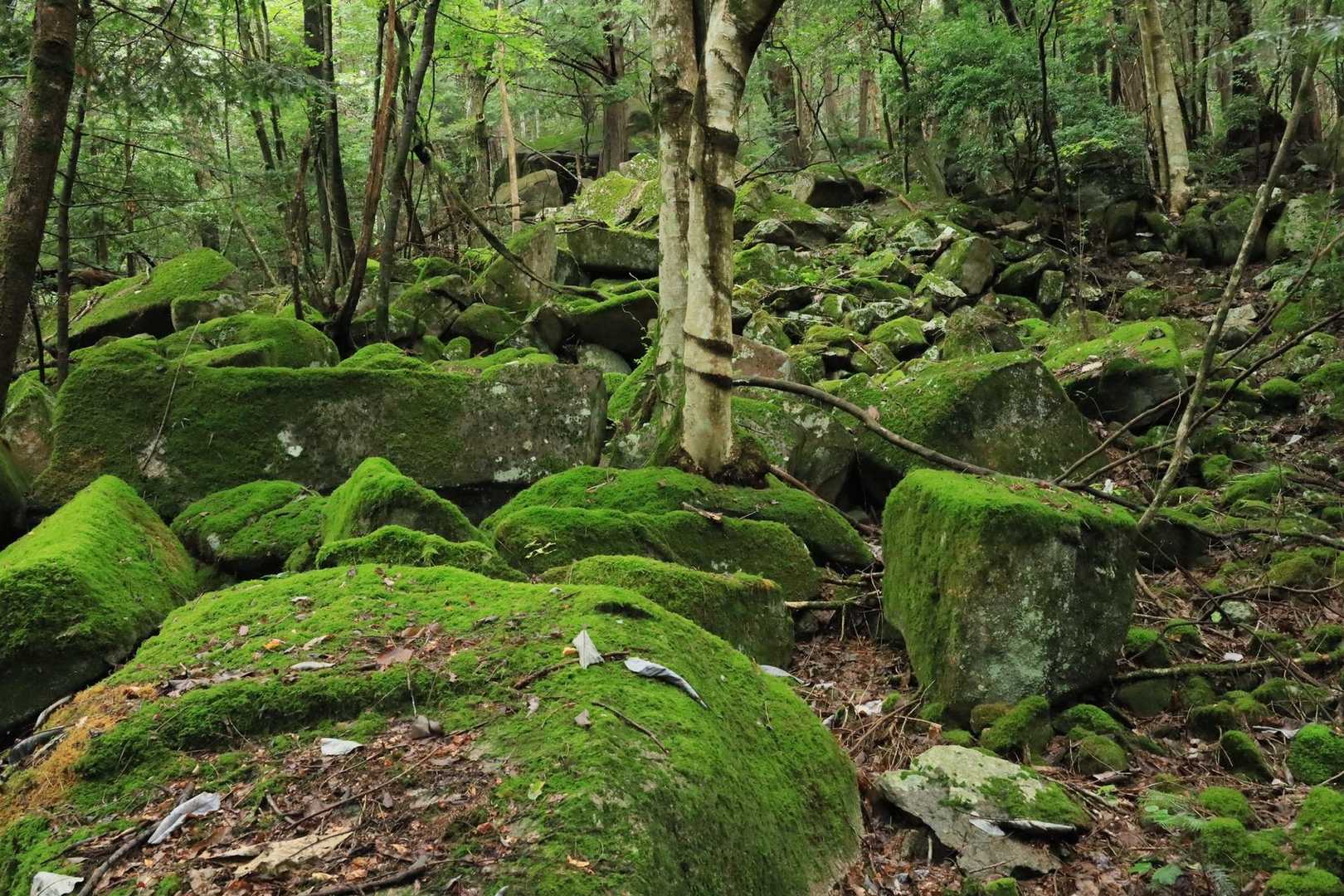 苔むした雰囲気のいい登山道です。