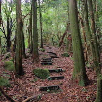 階段
結構長かった