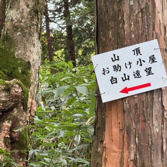 コレなんかイイ❗️
山頂もお助け小屋（😆）も白山遠望もとにかく左❗️😆