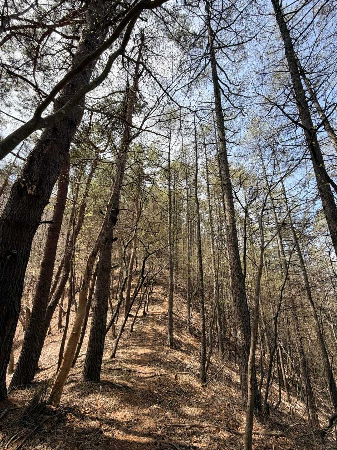 鳶巣峠-大栃山-神座山-釈迦ヶ岳 周回コースの写真
