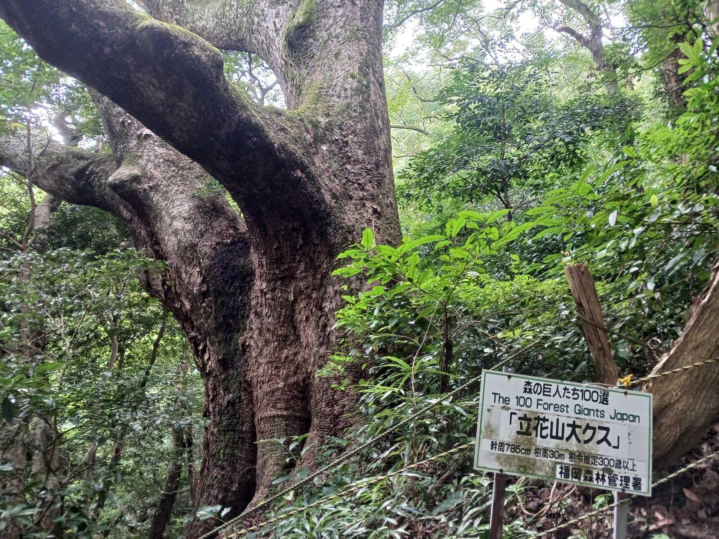 立花山登山口-立花山大クス 往復コースの写真