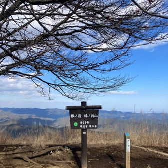 桜の蕾が少し膨らんでいました