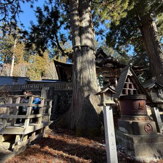 もう触れなくなってしまった
御神木🌲