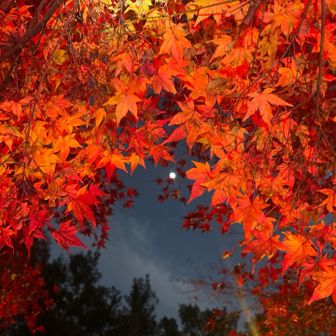 🌝とコラボ😍