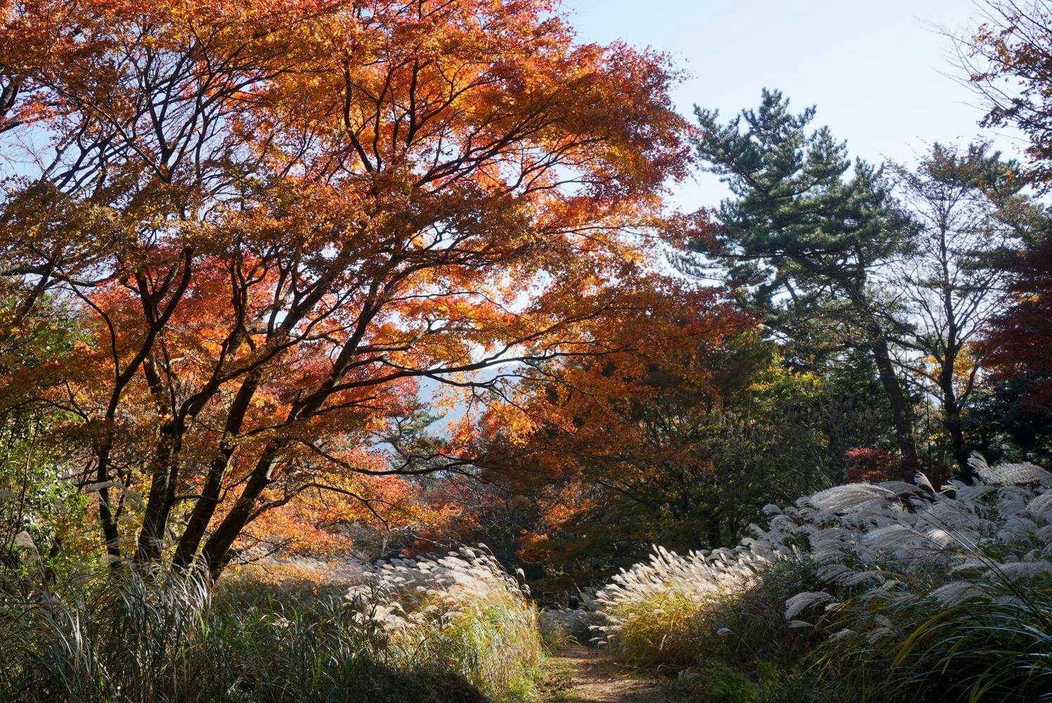 ススキと紅葉てありそうで無いような。。
