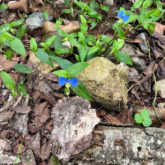 名前は知らないがカワイイ花。