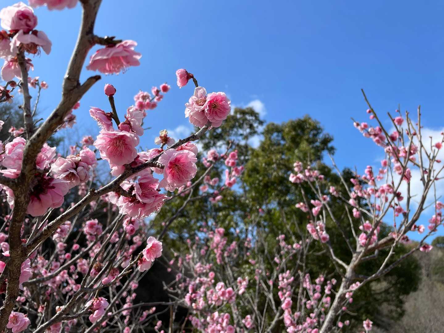 🌸