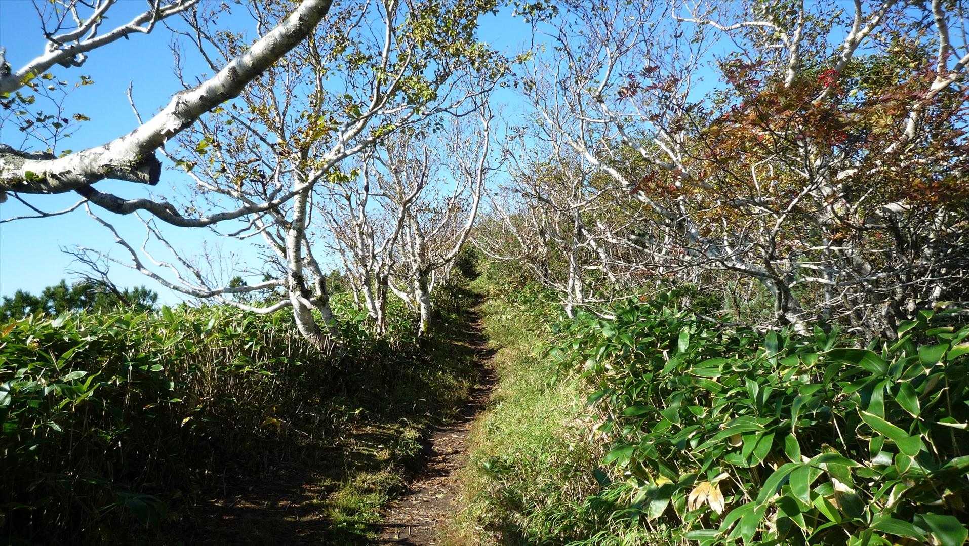 晴れていると今時期はさわやかです