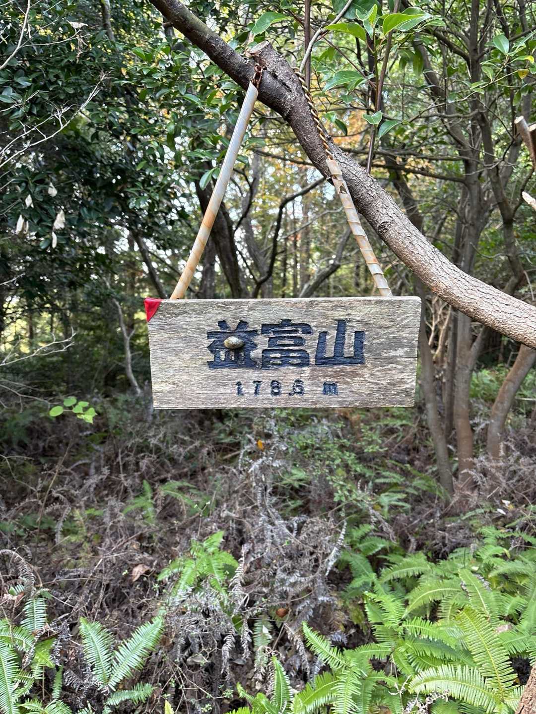 山頂シダだらけの益富山登頂😙