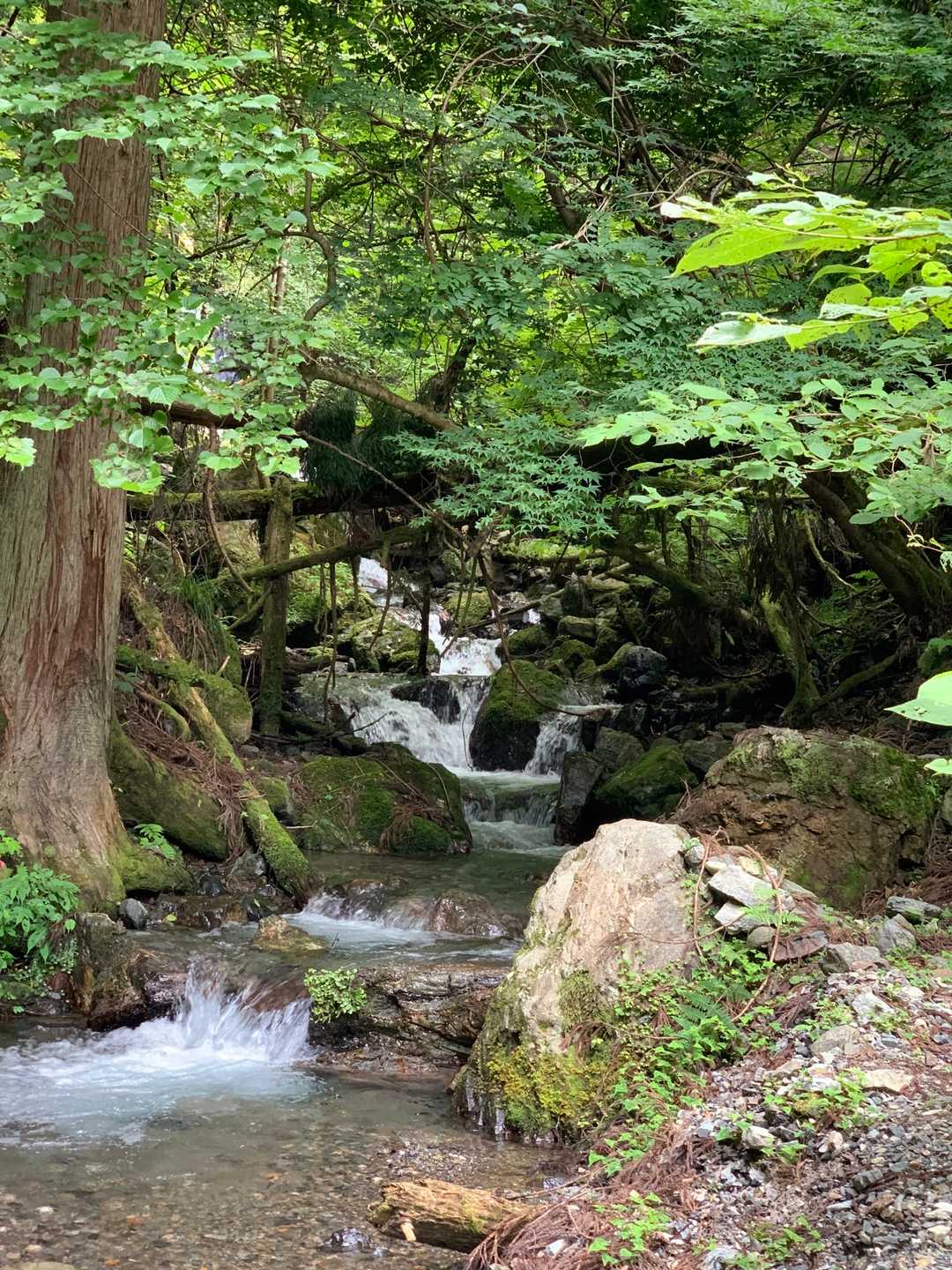 水が冷たくて気持ちいい