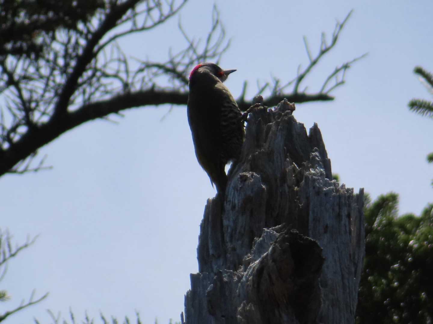 アオゲラ？野鳥は多いようだが撮影できるのは稀。キツツキが木を突く音も何度も聞こえた。