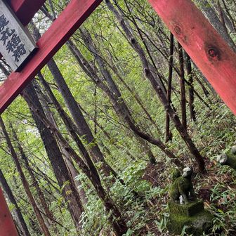 一旦車道へ下りて、登り直し💪
烏帽子ヶ岳への鳥居⛩️
傾いてしまったお稲荷さんが、首を傾げて何か話しかけてきているように見える。
