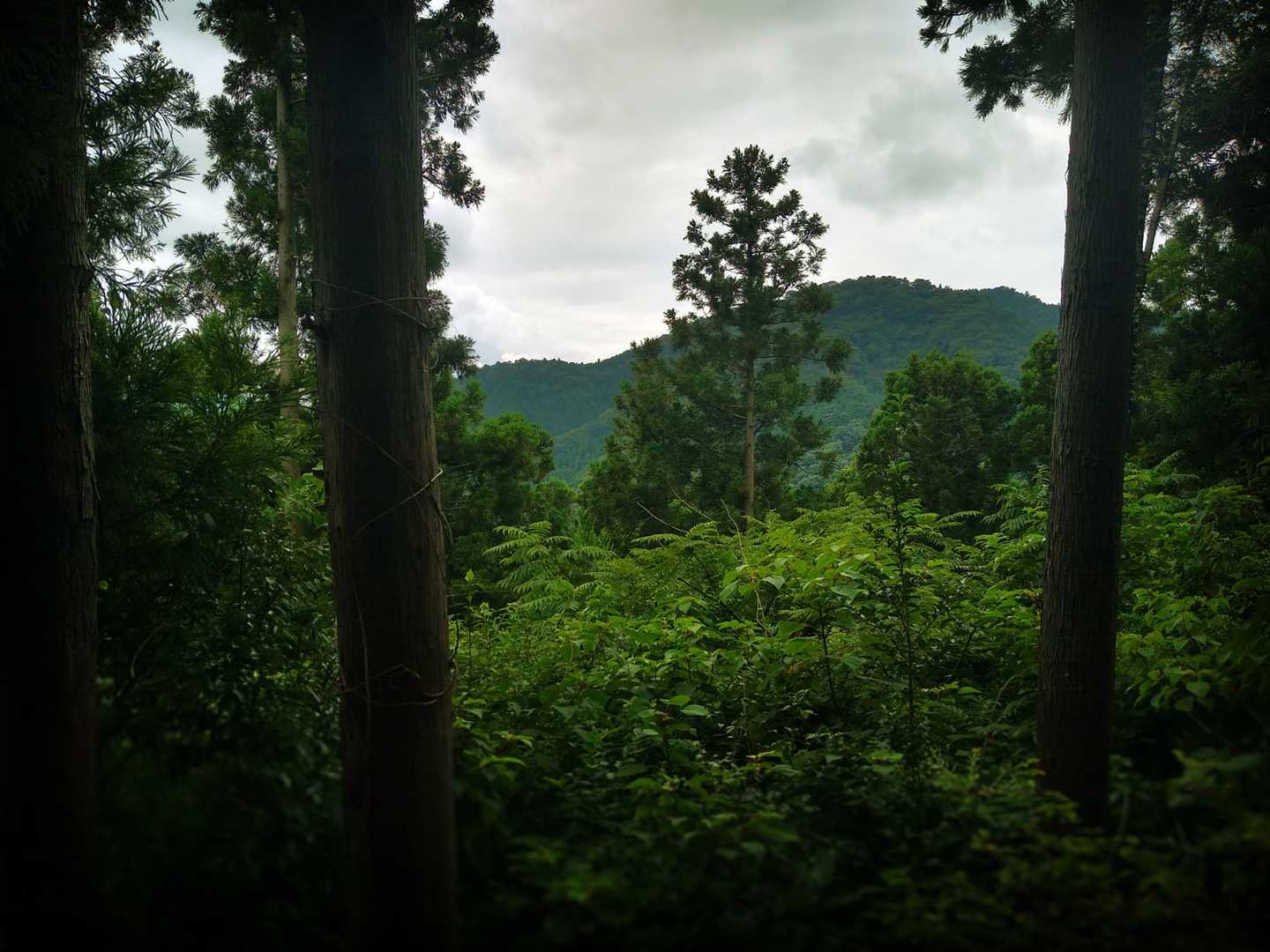 時折遠望できる高尾の山々が嬉しい。あれがこの前登った小仏城山だよ、と伝えたいが、相変わらずふたりはずっと先を歩いている。

存外にペースが落ちないふたりに感心するが、私の方がしんどくなってきた。解っていたことだが、登っては降りてを繰り返し、周囲の景色は殆ど変わらない。