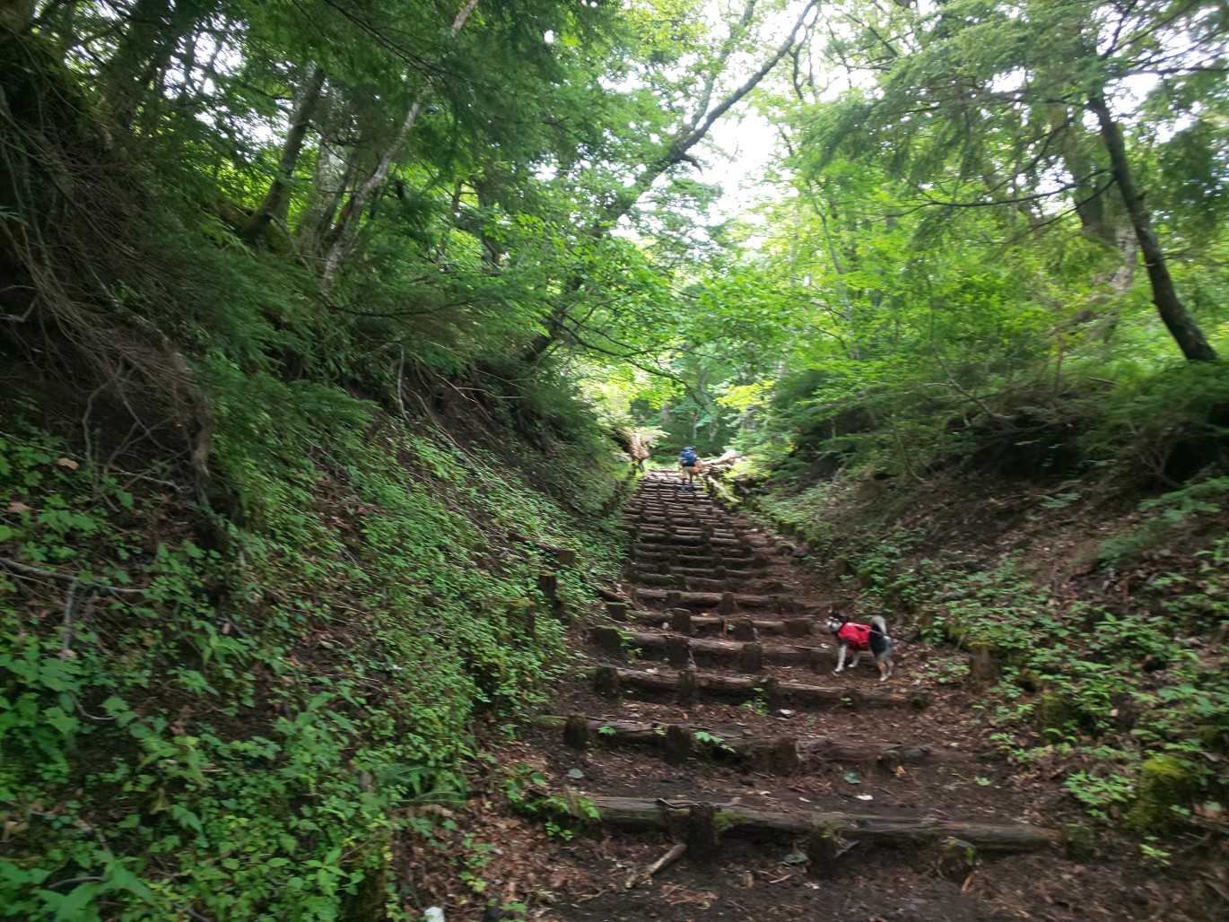 いつもの道
でも真夏に来たのは初めて