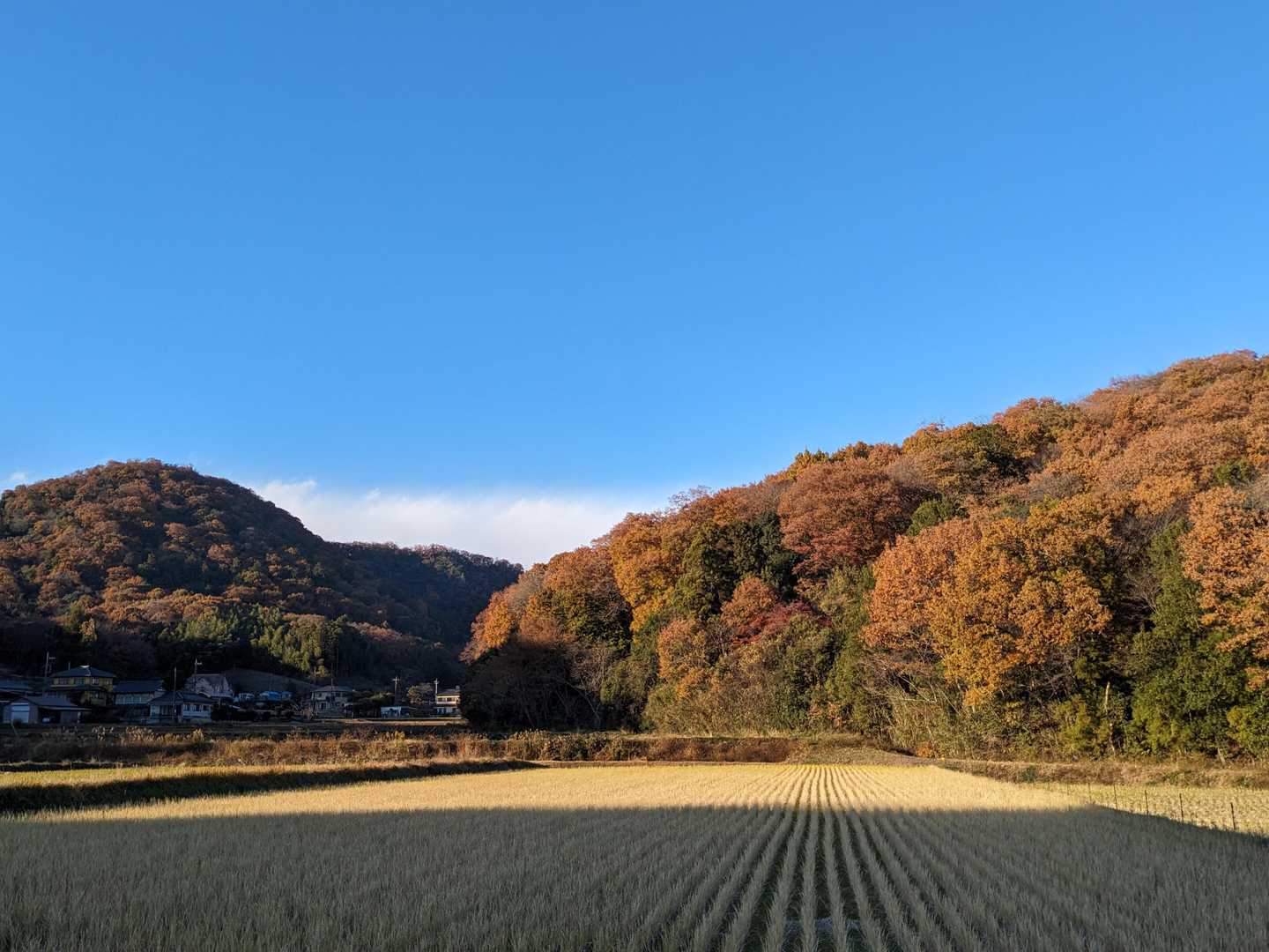 里山
のどかでいいなぁ