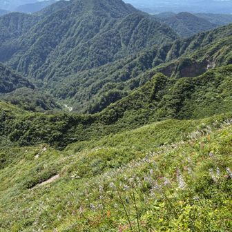 振子沢方面〜烏ヶ山
こちらの斜面はまだ花盛り〜