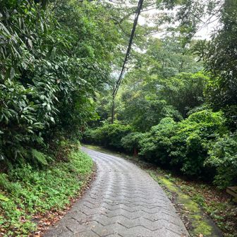 後半はほぼ舗装路。